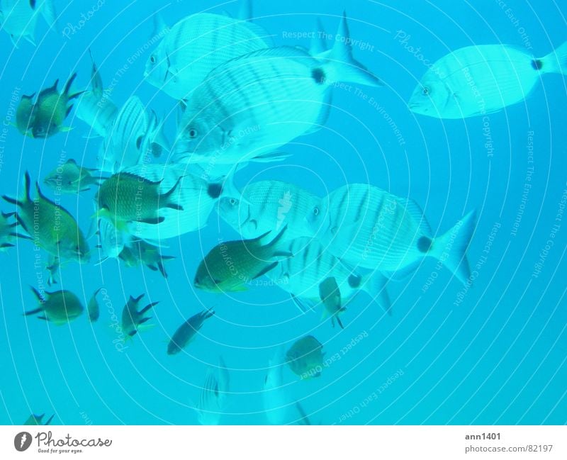 Under the sea 4 tauchen Meer Unterwasseraufnahme Luftblase Wasser Fisch