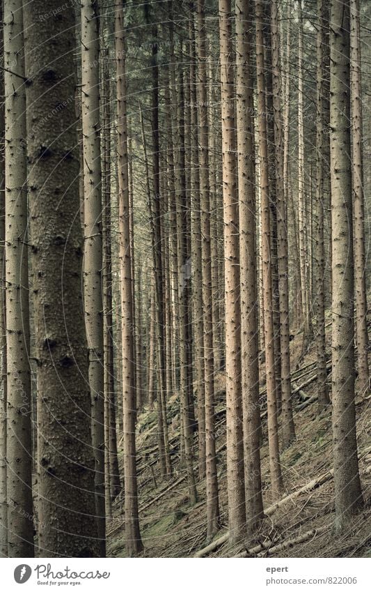 Baumcode Umwelt Natur Pflanze Wald Holz Linie Streifen stehen standhaft Ordnungsliebe gleich Perspektive Farbfoto Gedeckte Farben Außenaufnahme Muster
