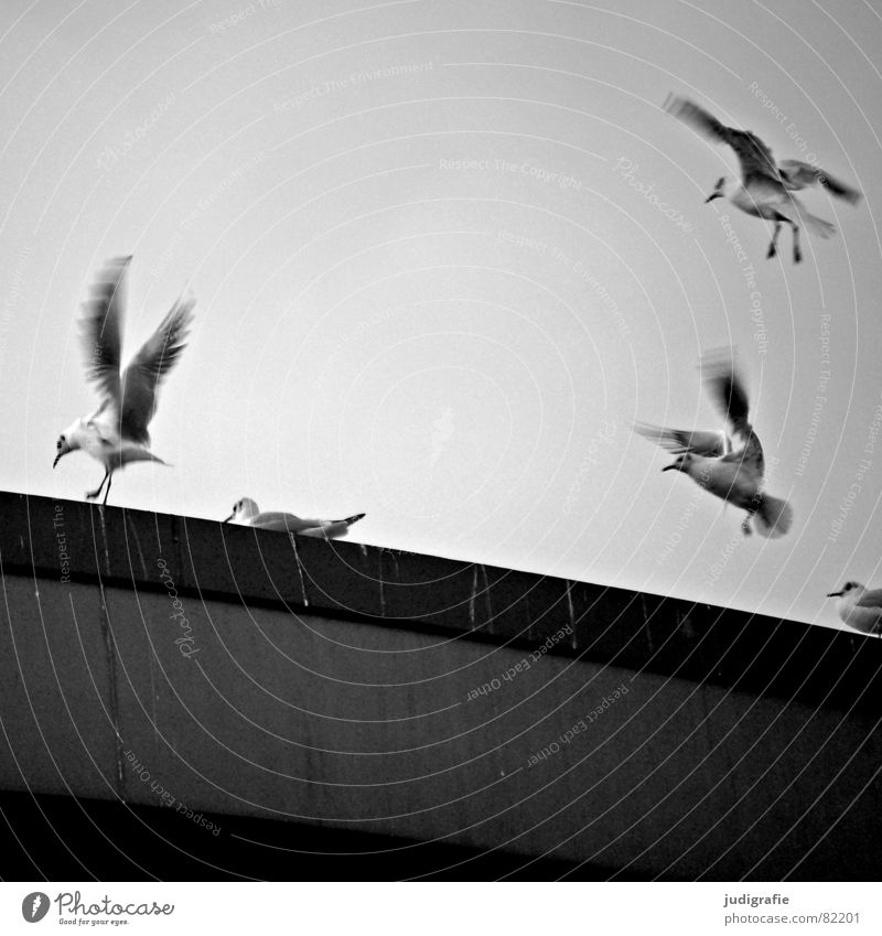 Vögel Vogeldreck Mittellandkanal Möwe Lachmöwe schwarz Wolken Schwung Hannover Federvieh flattern Umwelt Ornithologie Brückenpfeiler Freiheit Schwarzweißfoto