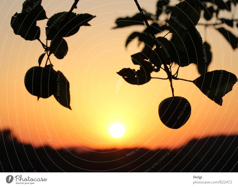 Verlockung | ...wie im Paradies... Lebensmittel Frucht Apfel Umwelt Natur Landschaft Pflanze Himmel Sonne Sonnenaufgang Sonnenuntergang Sommer Schönes Wetter