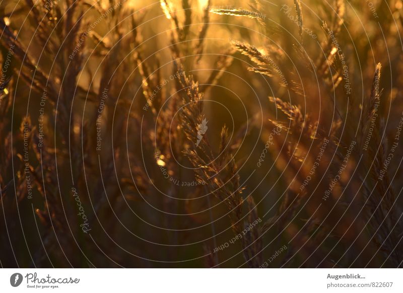 Sommerabend... Umwelt Natur Landschaft Sonnenaufgang Sonnenuntergang Sonnenlicht Gras Feld Duft genießen frisch natürlich schön braun gold Gelassenheit Reichtum