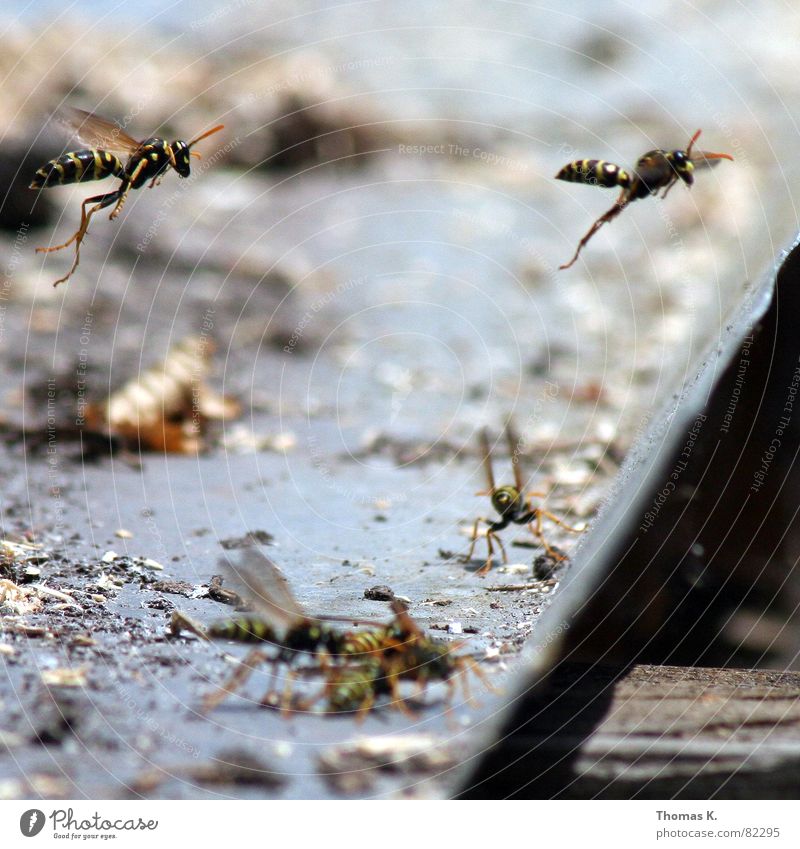MISSION ACCOMPLISHED !!! Wespen Formationsflug Hautflügler kommandieren Geschwader Insekt langbeinig gelb schwarz Fühler stechen Biene Tiefenschärfe Mörder