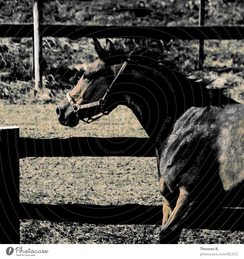 Hüa, Pferti, Hüa !! Pferd laufen Fell Mähne Tier Zaun scheckig Zugtier Säugetier Pferdegangart Fleck Nutztier Rappe Pferch eingezäunt Bildausschnitt Anschnitt