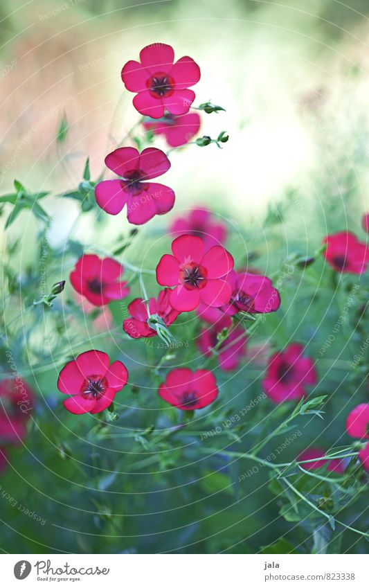 pink Umwelt Natur Pflanze Blume Gras Blüte Garten Wiese ästhetisch natürlich schön Farbfoto mehrfarbig Außenaufnahme Menschenleer Tag
