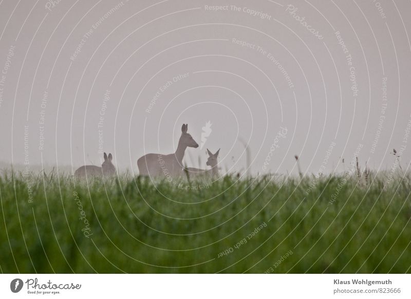 Eine Ricke mit zwei größeren Rehkitzen steht im Morgennebel auf einer Waldwiese Umwelt Natur Tier Sommer Nebel Gras Wiese Feld Wildtier Tiergesicht Fell 3