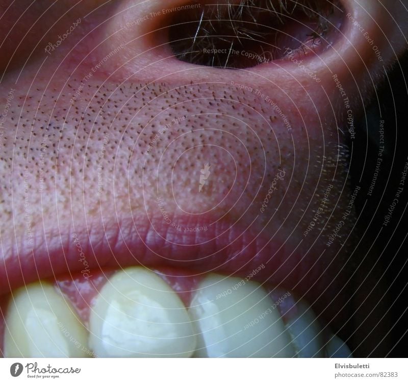 Loch und Beisser Nasenloch Zahnfleisch Zahnpflege Bart Nasenhaar Nüstern Zahnarzt Makroaufnahme Nahaufnahme Lippen kauleiste Zähne