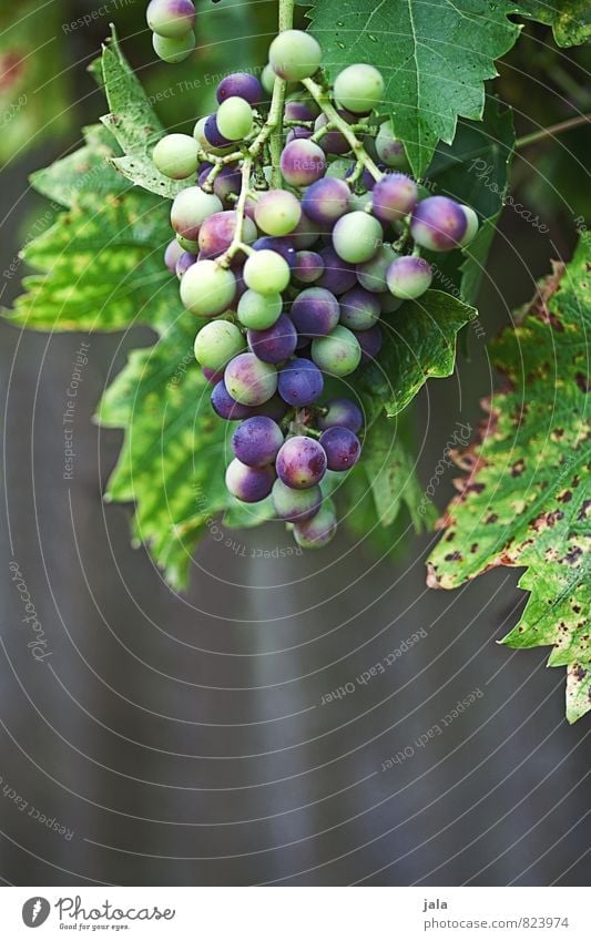 halbreif Pflanze Blatt Nutzpflanze Frucht Weintrauben Garten frisch Gesundheit lecker natürlich Wachstum unreif Farbfoto Außenaufnahme Menschenleer
