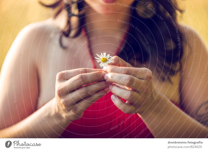 Eine Gänseblümchen Mensch feminin Frau Erwachsene Hand Finger Blume berühren festhalten ästhetisch natürlich Gefühle Zufriedenheit Lebensfreude Romantik