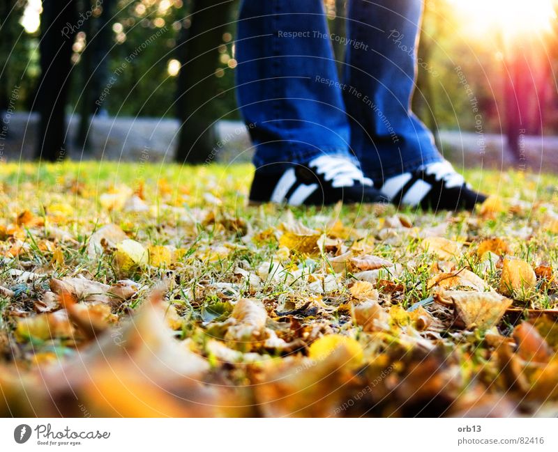 Let's go to walk träumen Herbst Blatt Einsamkeit Turnschuh Spaziergang Fuß dream feet colorful