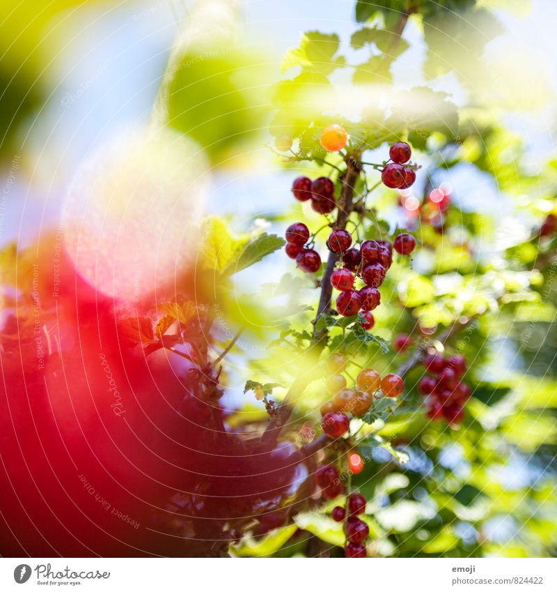 Johannisbeeren Frucht Umwelt Natur Pflanze Sommer Schönes Wetter Grünpflanze Garten natürlich grün rot Farbfoto Außenaufnahme Nahaufnahme Menschenleer Tag