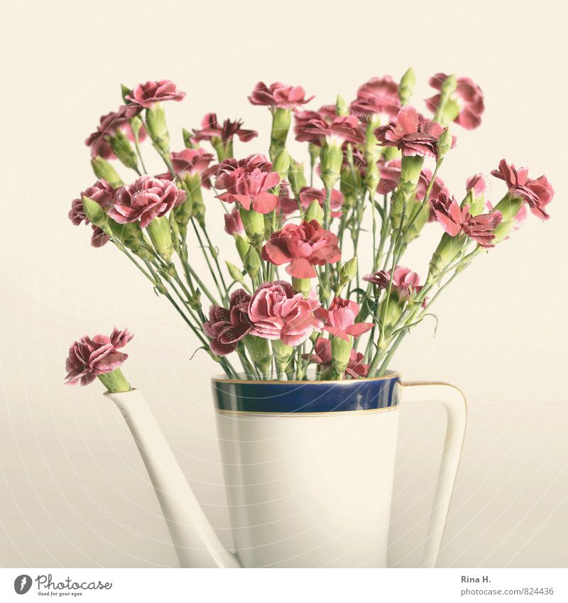 Eine Kanne voller Nelken Blume Blumenstrauß Blühend sportlich hell Stil Nelkengewächse Kaffeekanne Stillleben Vase Farbfoto Menschenleer Textfreiraum oben