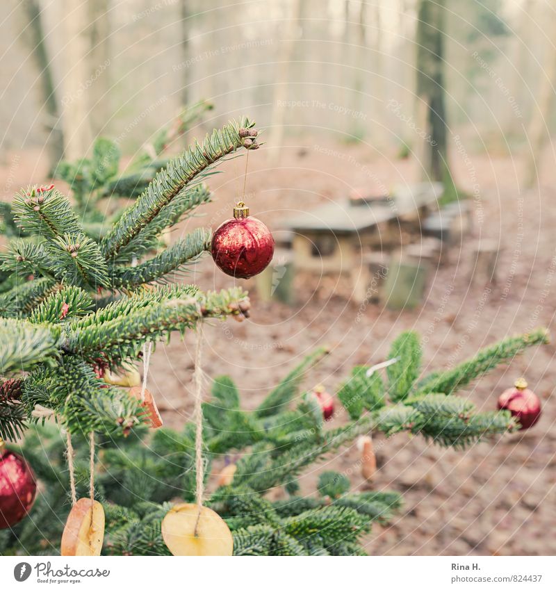 - Weihnachten & Advent Natur Landschaft Winter Baum Wald authentisch Lebensfreude Weihnachtsdekoration Christbaumkugel Winterwald Laubwald Holzbank Farbfoto