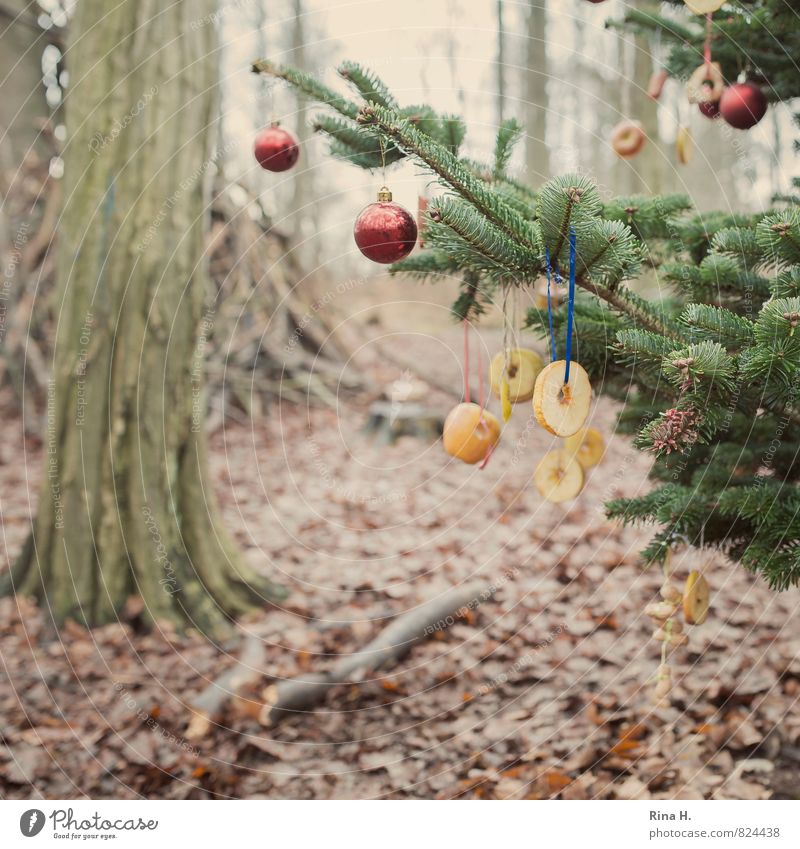 Es weihnachtet im Zauberwald Weihnachten & Advent Umwelt Natur Winter Baum Wald authentisch natürlich Stimmung Freude Lebensfreude einzigartig Tanne Blatt Ast