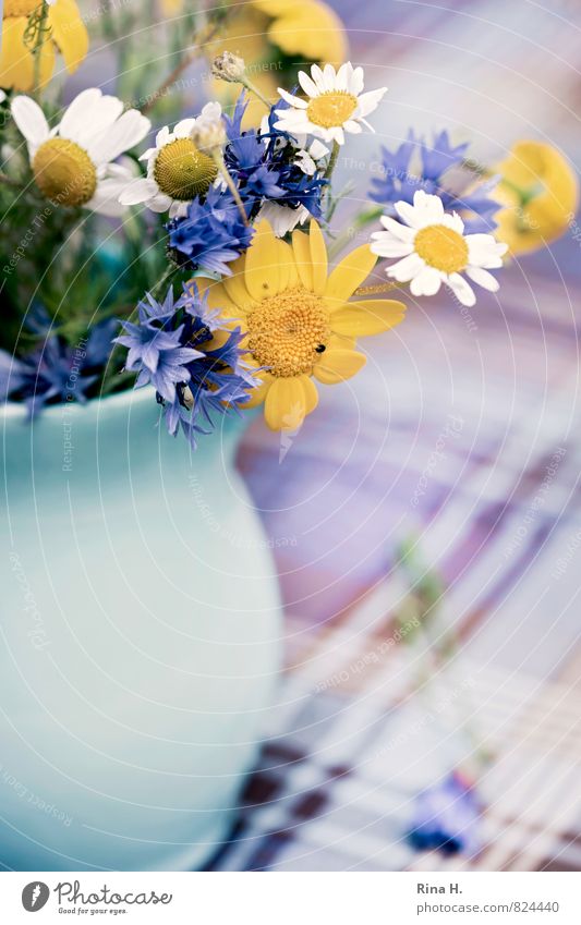 WiesenBlümchen II Sommer Blume Blühend blau gelb Vase kariert Tischwäsche Kornblume Kamille Farbfoto Innenaufnahme Schwache Tiefenschärfe