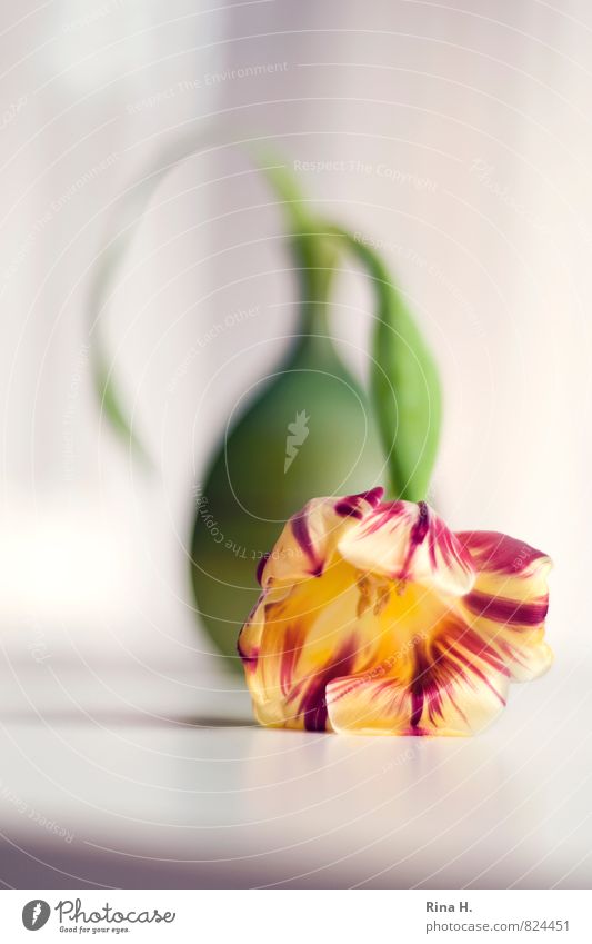 DarNieder Blume Tulpe liegen gelb grün rot flau Erschöpfung Stillleben Vase Farbfoto Menschenleer Textfreiraum unten Schwache Tiefenschärfe