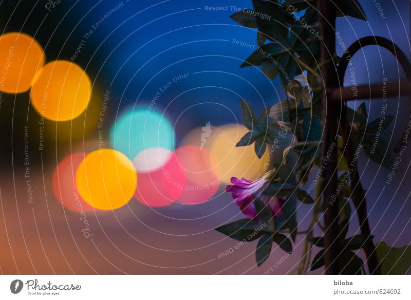 Königin der Nacht Pflanze Sommer Blume Stadt blau gelb violett rot Licht Kreis Strukturen & Formen Farbfoto Außenaufnahme Experiment abstrakt Muster