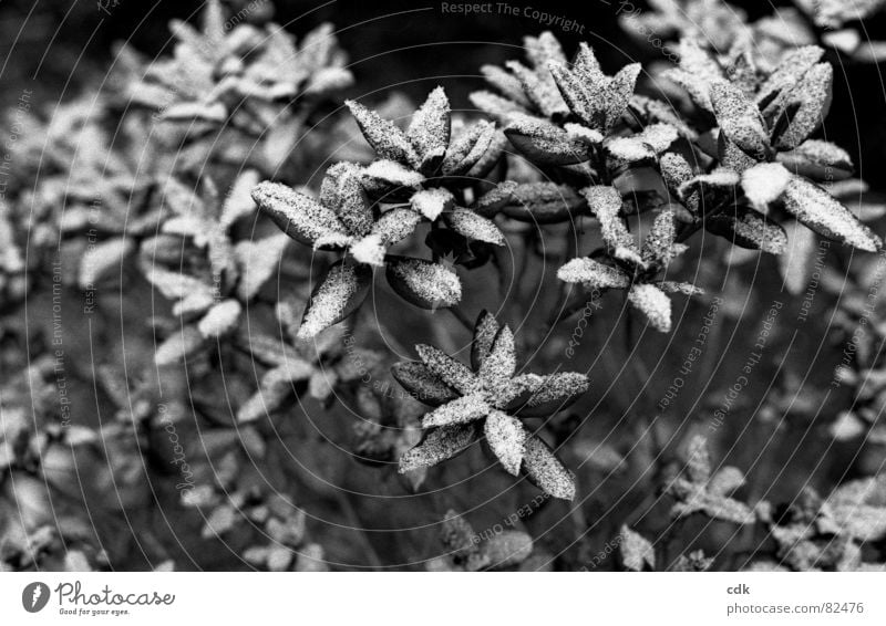 Schneeblumen I süß Pflanze Sträucher Rhododrendron mit Schnee bedeckt Zweig Natur Schwarzweißfoto