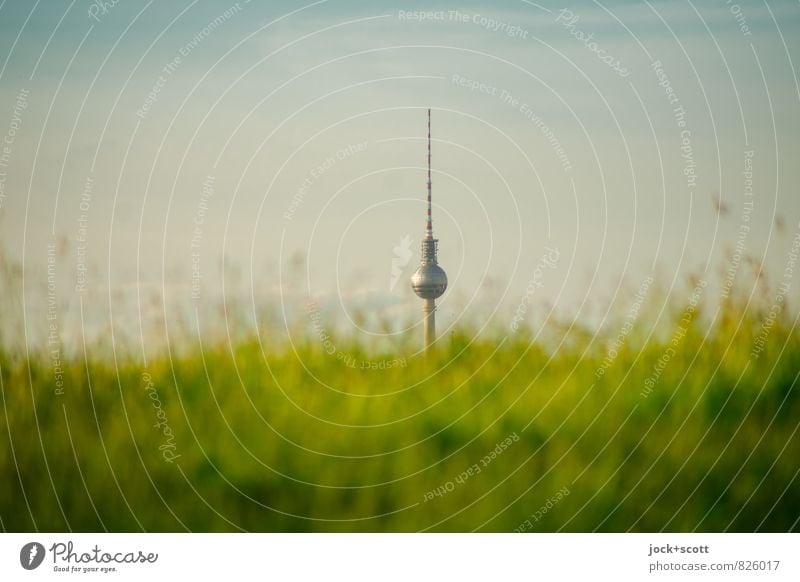 natürliche Auslese harmonisch Gras Wiese Hauptstadt Berliner Fernsehturm Wachstum Sinnestäuschung Evolution Phantasie Strukturen & Formen Hintergrund neutral