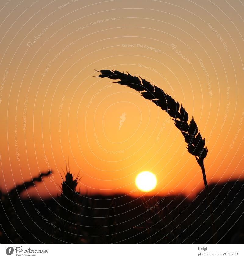noch ´n Korn... Umwelt Natur Landschaft Pflanze Himmel Sonne Sommer Schönes Wetter Nutzpflanze Getreide Weizen Ähren Kornfeld leuchten stehen Wachstum