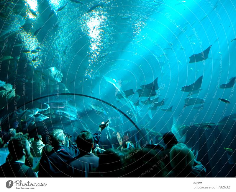 Drunter & Drüber Aquarium Meer faszinierend Wasserstraße Unterwasseraufnahme attraktiv Freizeit & Hobby Fisch Unterwasserpanorama blau Reflexion & Spiegelung