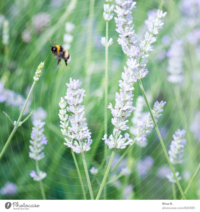 LandeAnflug Natur Sommer Schönes Wetter Blume Garten 1 Tier fliegen Lebensfreude Test Hummel Insekt Lavendel Flugzeuglandung Farbfoto Außenaufnahme Menschenleer