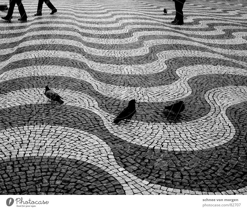 Eile mit Weile Bodenbelag Taube schwarz Wellen ruhig gehen stehen Asphalt Straßenbelag Vogel Mensch Schwarzweißfoto Beinpaare fliegen laufen Beine