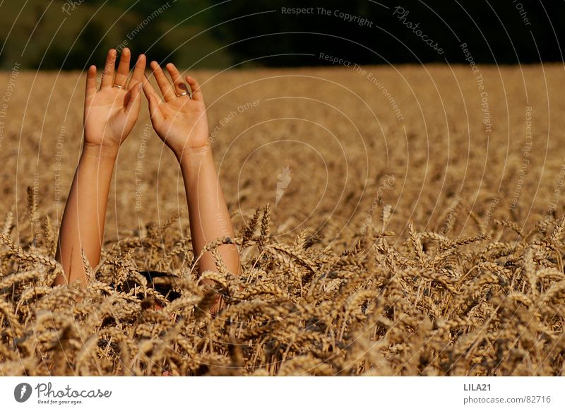 Hilfe Hand Kornfeld Weizen Feld Finger ertrinken winken Trauer Verzweiflung um Hilfe betteln Arme Hilfsbedürftig Hilferuf Hilfesuchend
