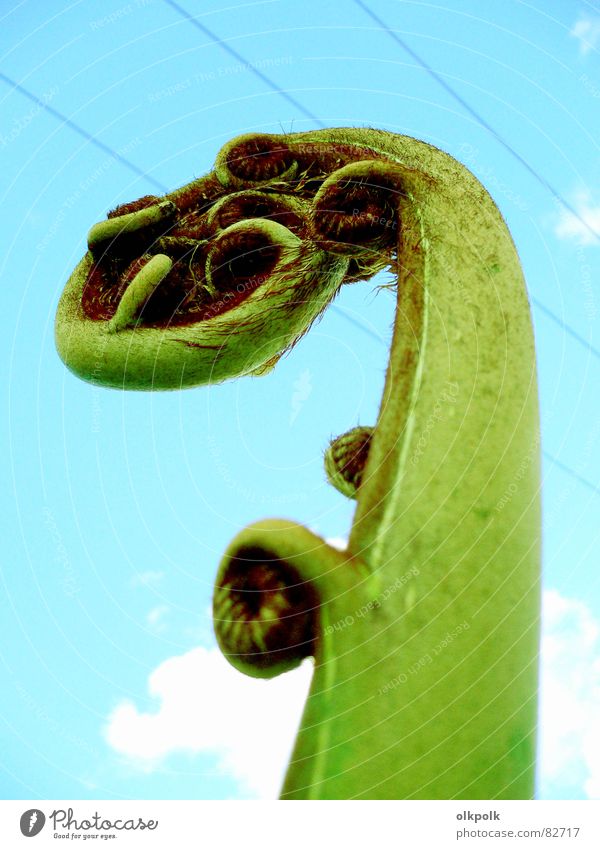 schnörkelig Pflanze Blume grün türkis Kabel Wolken rund Neuseeland Botanik Kletterpflanzen Echte Farne blau Himmel Rolle Leitung kabelführung Natur