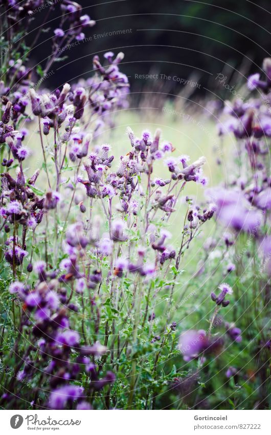 Käferperspektive Umwelt Natur Landschaft Pflanze Sommer Blume Gras Blüte Garten Wiese Feld violett Wiesenblume Cirsium arvense Acker-Kratzdistel Ackerdistel
