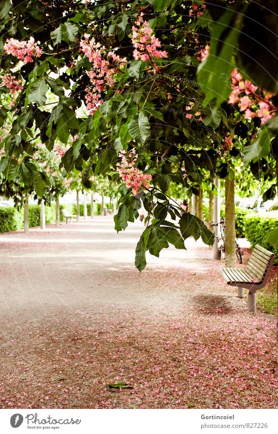 Walk Frühling Schönes Wetter Baum Blüte Park schön grün rosa Blühend Parkbank Buchcover Denken Farbfoto Außenaufnahme Textfreiraum unten Tag Sonnenlicht