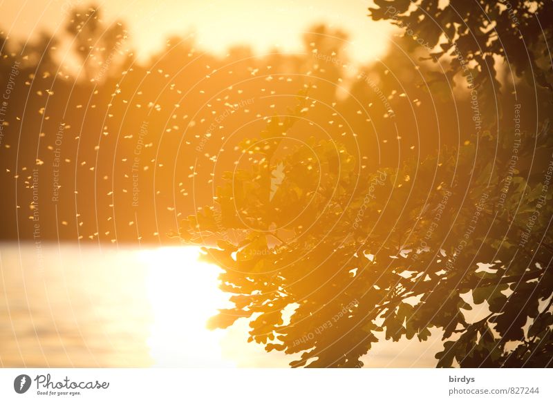 Stechmückenidyll Wasser Sonnenaufgang Sonnenuntergang Sonnenlicht Sommer Schönes Wetter Baum Seeufer Schwarm fliegen leuchten bedrohlich natürlich Wärme gelb