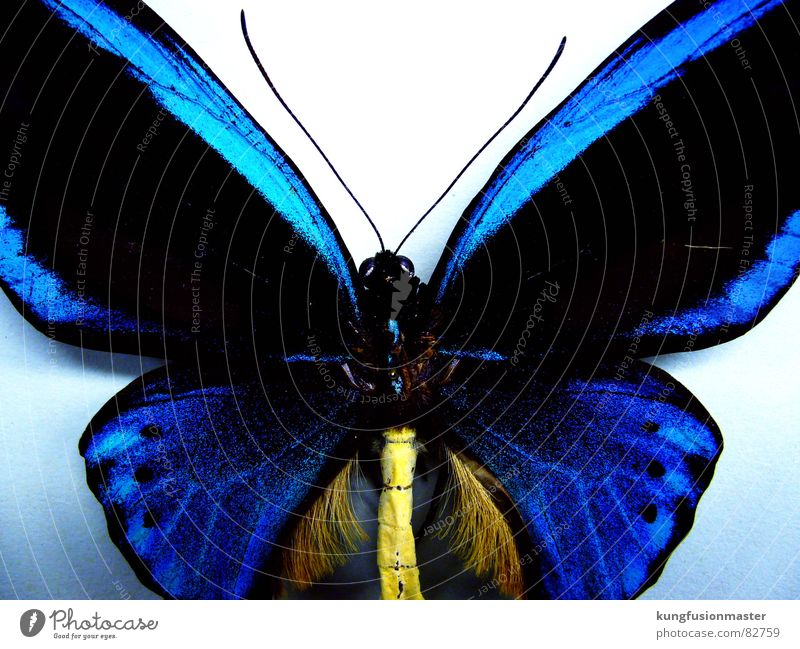 le blö smetterling Schmetterling Fühler Insekt filigran aufgespiesst aufgesteckt blue blau taster