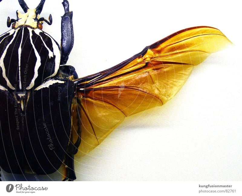 el flügel Schiffsbug knackig schwer Insekt gelb Käfer Spannweite Flügel fledermausflügel Biene proteinreich orange beetle