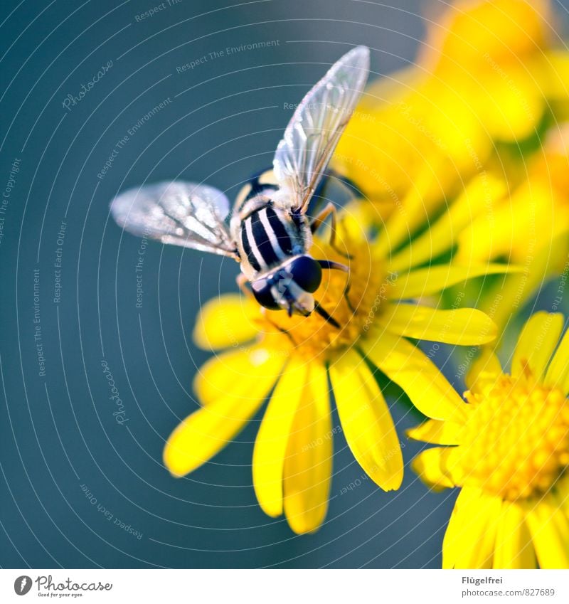 300 | ... und weiterfliegen Natur Pflanze trinken Schwebfliege Nektar Blüte Rüssel Streifen gelb Blütenbätter Flügel sitzen Insekt Farbfoto Außenaufnahme