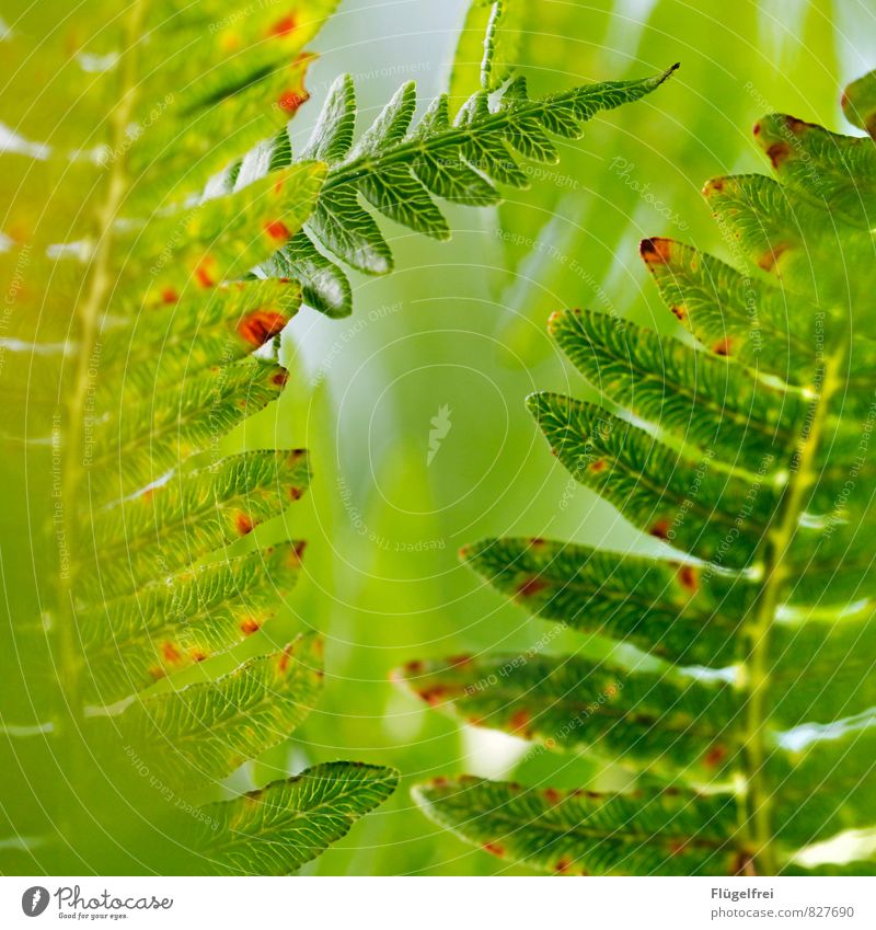 Farn Natur Pflanze Wachstum Blätterstruktur Wald Blätterdach Sonnenlicht grün Farbfoto Makroaufnahme Schwache Tiefenschärfe