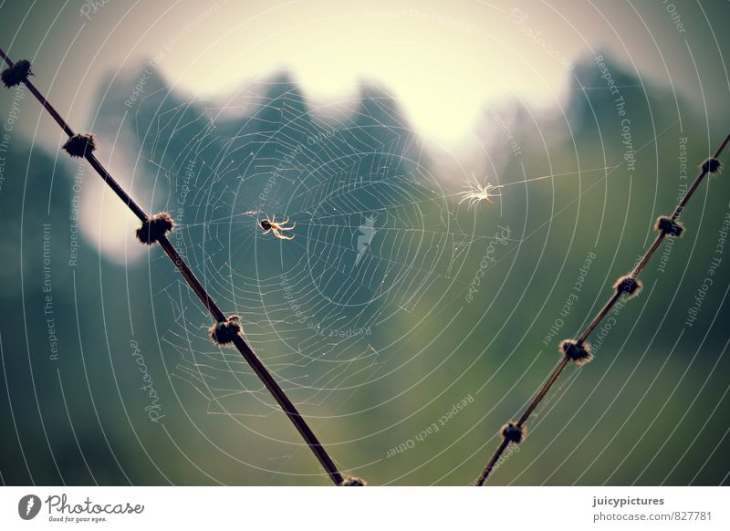 Spinnennetz Tier beobachten Erholung genießen hängen Jagd krabbeln warten Fröhlichkeit glänzend niedlich schön braun mehrfarbig grün Lebensfreude