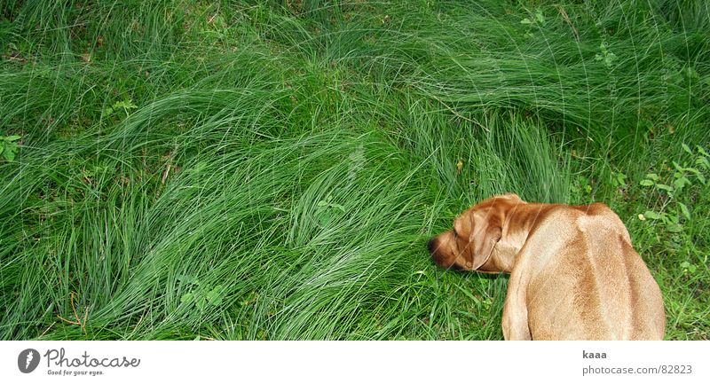 Hund auf Gras Wiese grün seltsam Tier Grünfläche skurril außergewöhnlich unlogisch Säugetier obskur Rhodesian Ridgeback skuril Weide Rasen Gassi gehen verrückt