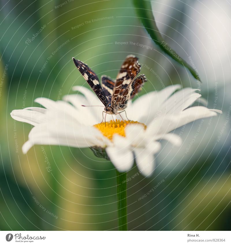 Schmetterling auf Margarite Blume Blatt Blüte Garten 1 Tier Blühend Duft Leichtigkeit Natur Margerite Außenaufnahme Menschenleer Schwache Tiefenschärfe