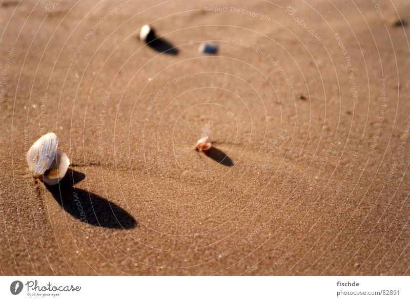 muscheln am strand See Muschel Strand Meer beige Sandbank Wellen shell shells Ostsee sea ocean Schalen & Schüsseln gelblich braun Stranddüne wave