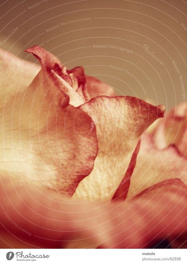 rose Geruch Rose Blume rot Blüte Pflanze Makroaufnahme lieblich Romantik Wachstum gedeihen Umwelt sprießen Dorn vertraut Überraschung Valentinstag Vertrauen