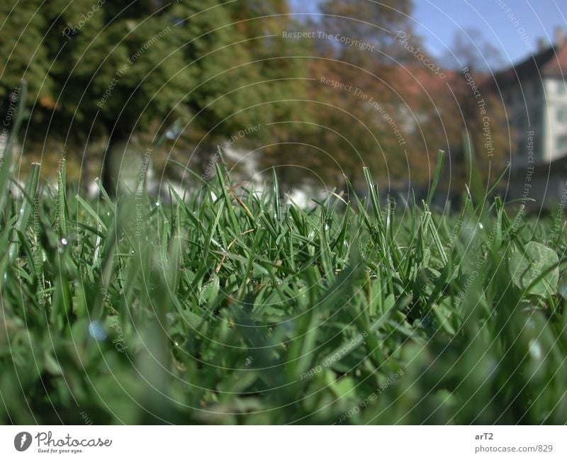 makro.grasgrün Gras Bodenbelag Seil Wassertropfen Makroaufnahme