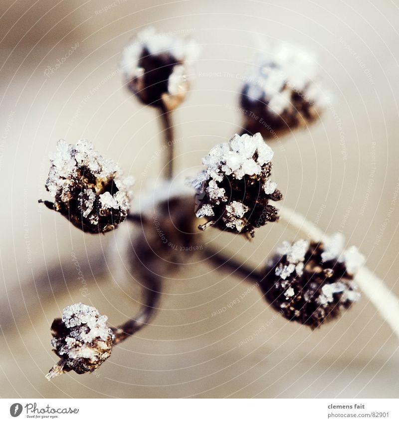 Eiskristalle braun Pflanze kalt frieren Einsamkeit Trauer zart Winter bedecken glänzend Traurigkeit Schnee