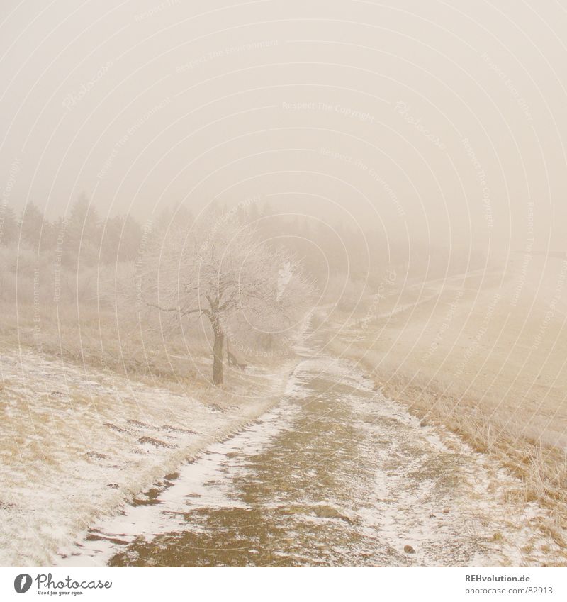 Weg ins ungewisse Nebel Baum Wasserkuppe Wiese kalt Eis Wald Wolken Ferne Nebelwand Spaziergang Umwelt Feld gehen Schleier Winter losgehen unterwegs Gras