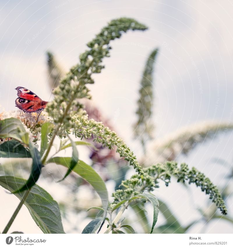 Schmetterling auf Sommerflieder Himmel Pflanze Sträucher 1 Tier Leichtigkeit gekrümmt zart Farbfoto Außenaufnahme Menschenleer Textfreiraum rechts