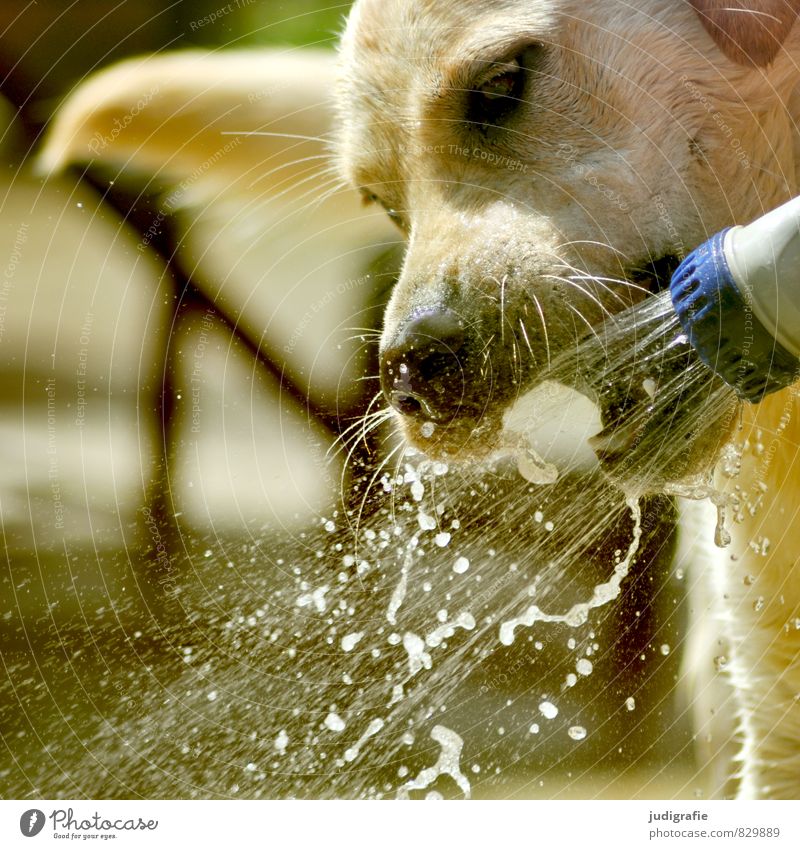 Erfrischung Wasser Tier Haustier Hund Labrador 1 trinken nass wild Dusche (Installation) Getränk Wasserstrahl Kühlung Farbfoto Außenaufnahme Tierporträt