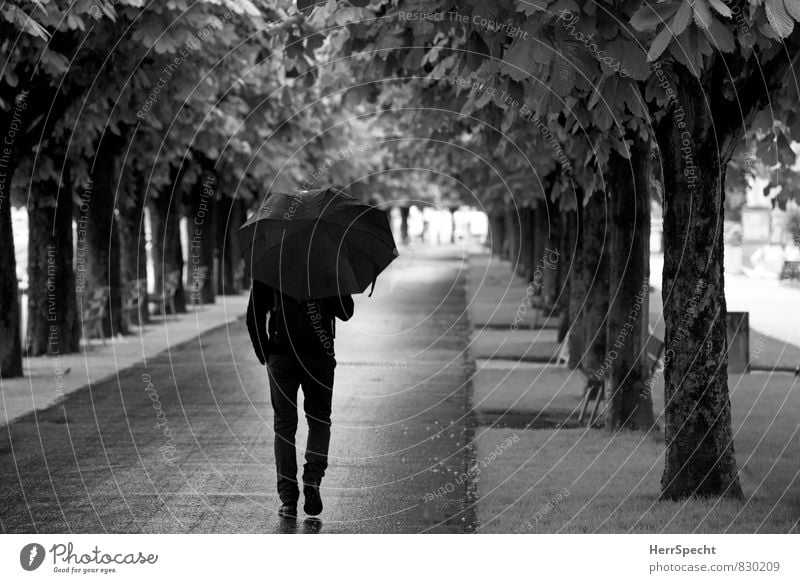Sommerregen maskulin Mann Erwachsene 1 Mensch 30-45 Jahre schlechtes Wetter Regen Baum Luzern gehen kalt Allee Regenschirm Spaziergang Wege & Pfade