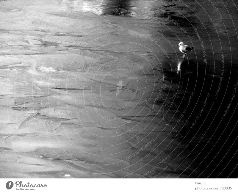 kleine Möwe See Natur Eisfläche Kanal Vogel kalt gefroren Wasser Reflexion & Spiegelung winzig Fluss Teich Strukturen & Formen Winter