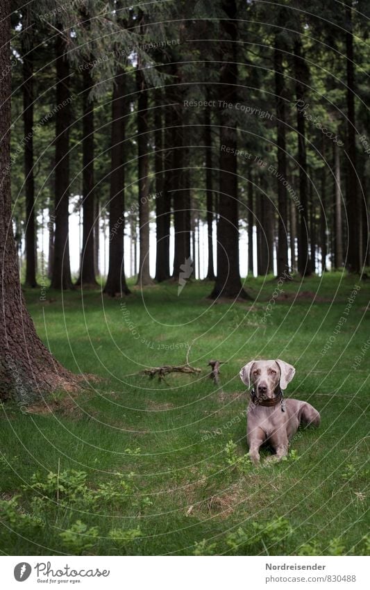 Geduld | Warten Leben Jagd Natur Landschaft Sommer Baum Wiese Wald Tier Haustier Hund 1 beobachten warten Freundlichkeit frisch Gesundheit loyal Tierliebe
