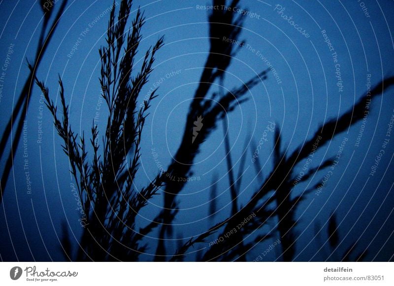 gräser am abend Getreide Gras Wiese blau Abenddämmerung Halm Samen Stengel Weide Korn silouette Dämmerung