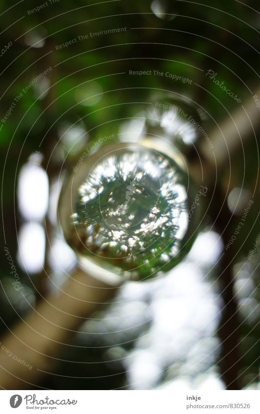 Zaubertrank Natur Pflanze Baum Glas Glaskugel Kugel kreisrund hängen außergewöhnlich dunkel Flüssigkeit oben grün Neugier Interesse bizarr geheimnisvoll Rätsel